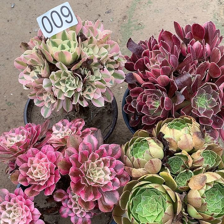 无花朵009四颗多肉植物组合