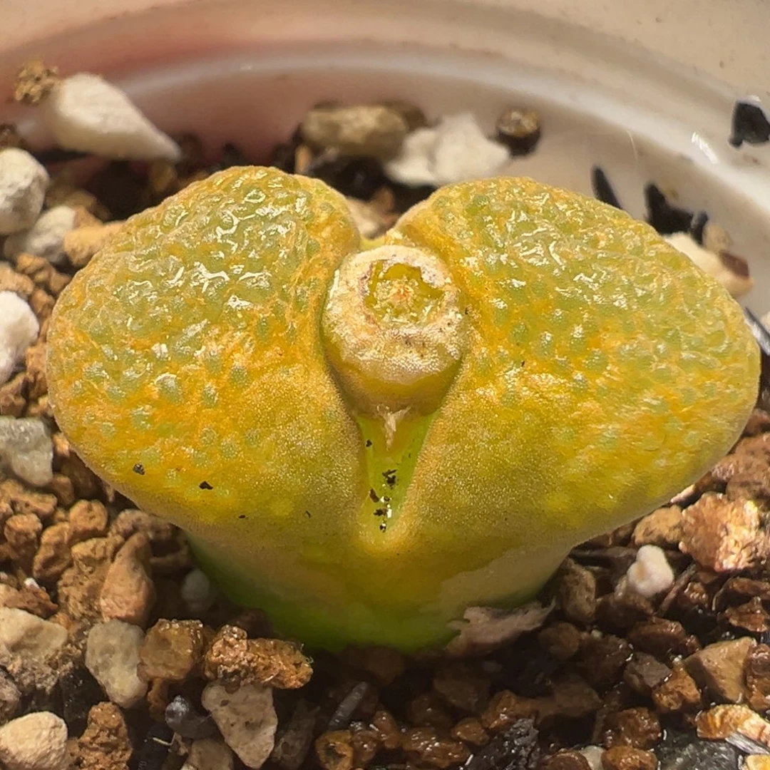 蛋糕风铃多肉植物百科