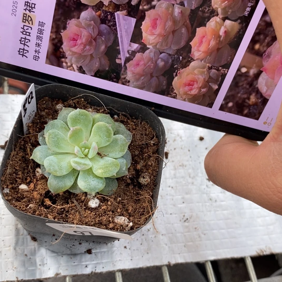 标签97罗裙一个多肉