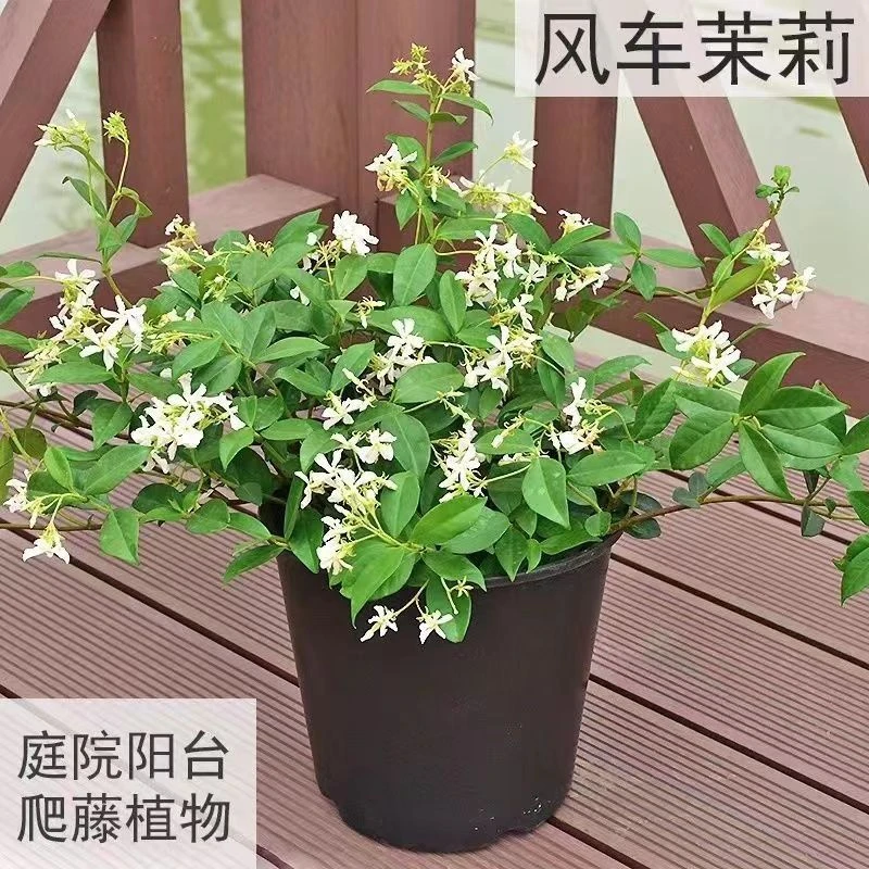 风车茉莉爬藤植物耐热耐寒大苗好养络石藤蔓盆栽室内阳台四季开花