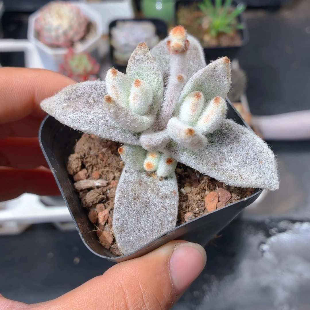 福兔耳多肉9.9包邮发货