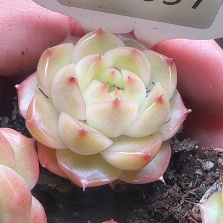 697 樱花麦秆