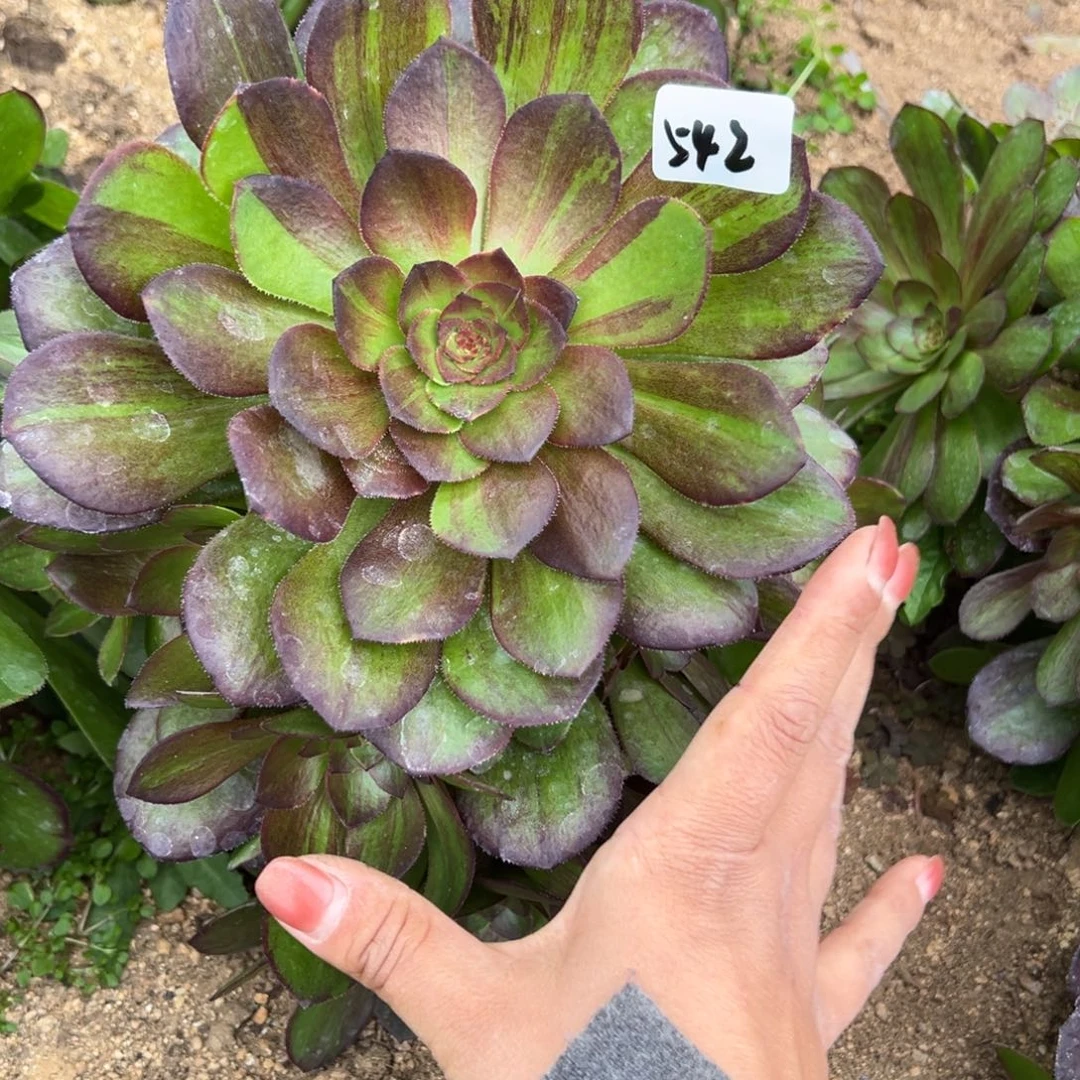 542花月夜多肉植物