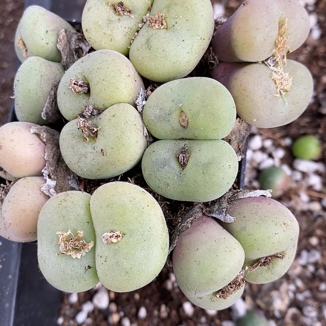 2160母本大孔卡佛双头一颗。