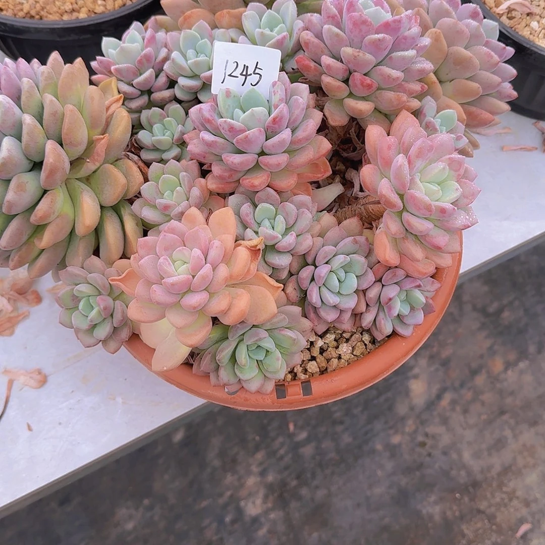 水***】1245花瓣露多肉植物
