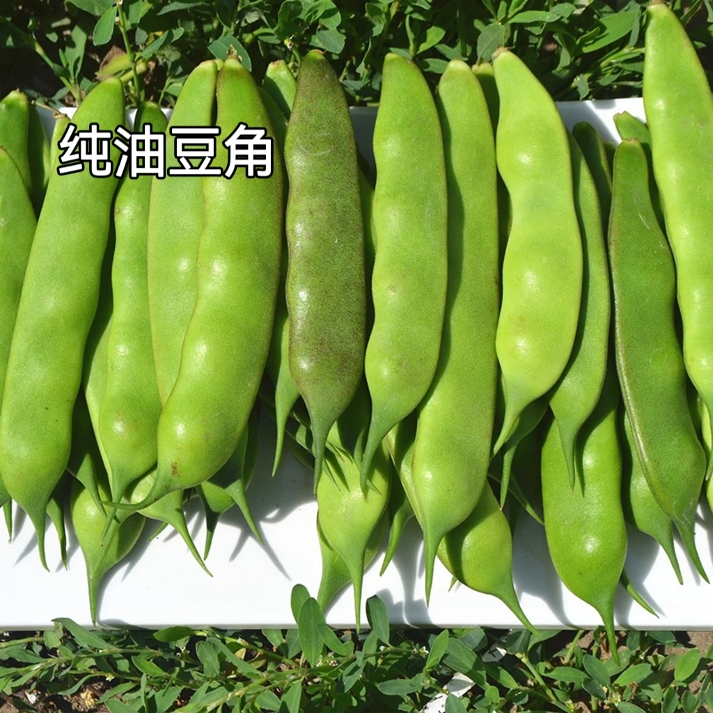 纯东北豆角东北陆地豆角开锅即烂东北绿油豆角新鲜现摘3/5斤净重