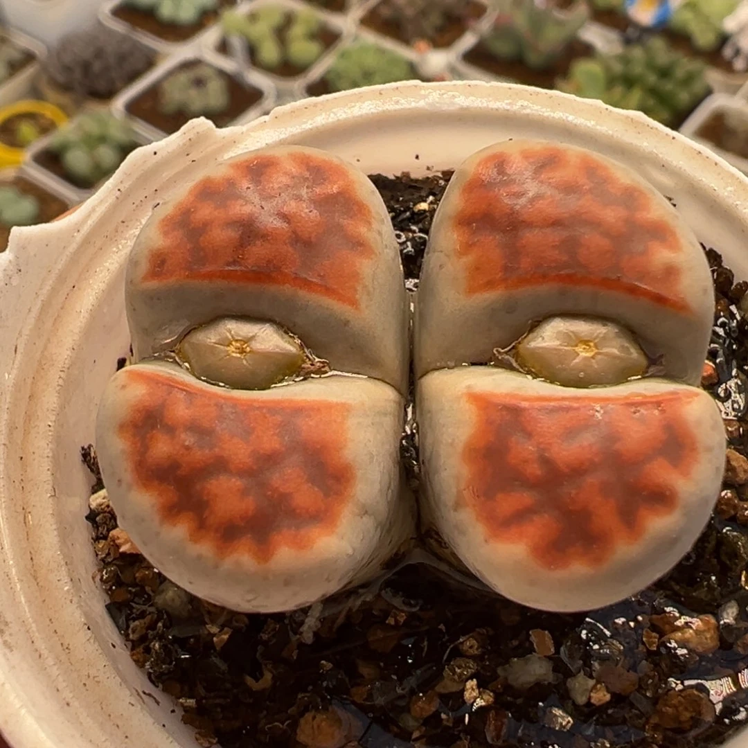 258多肉植物种类多样