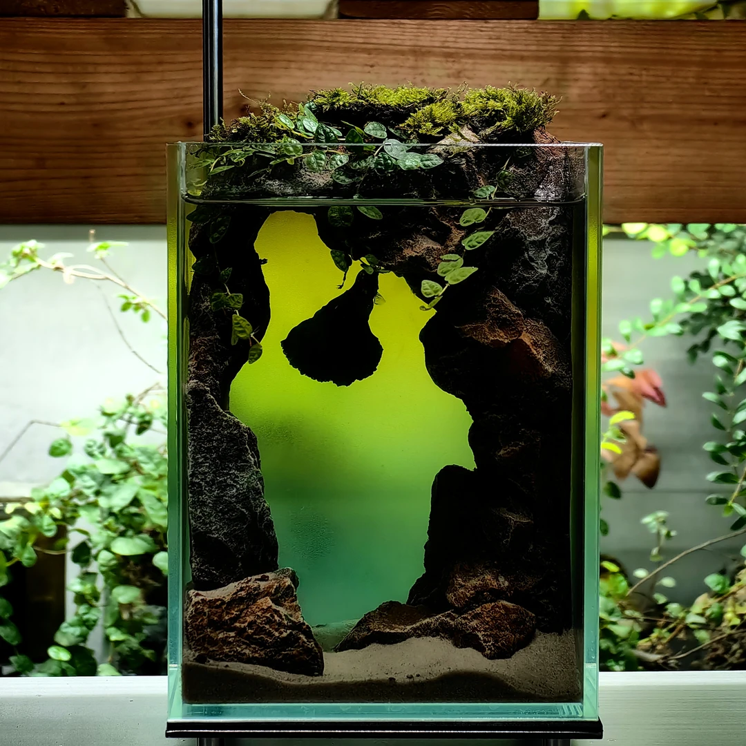 斗鱼缸造景斗鱼缸造景生态全套鱼缸新款小型桌面缸创意泰国斗鱼缸
