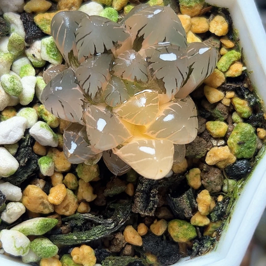冰灯玉露锦十二卷多肉植物