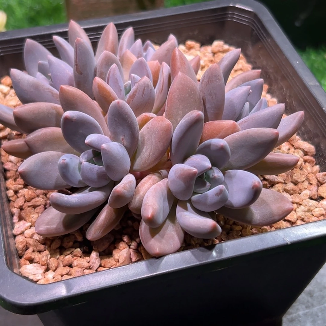 紫丽殿，一物一拍。