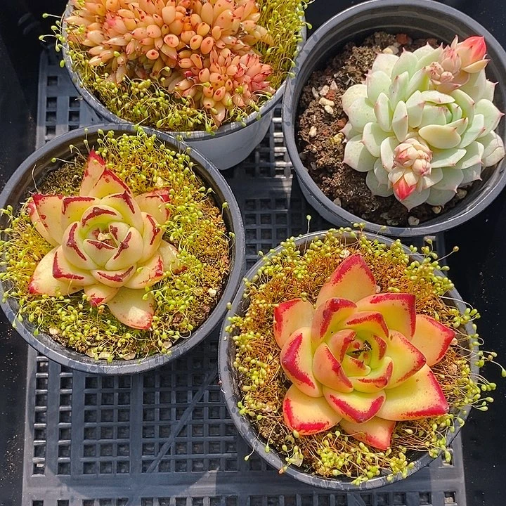 4 多肉植物盆栽花卉植物