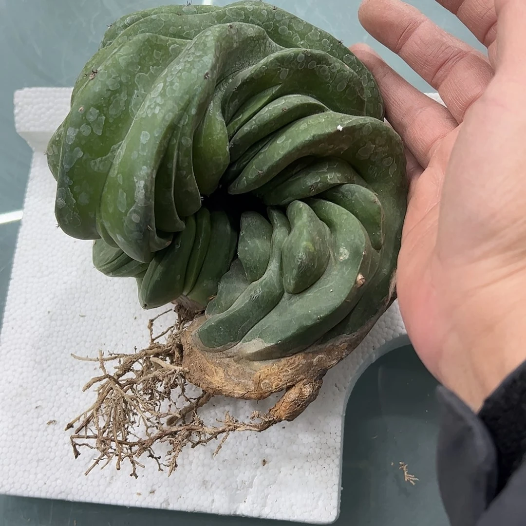 K***i仙人阁缀化888888888