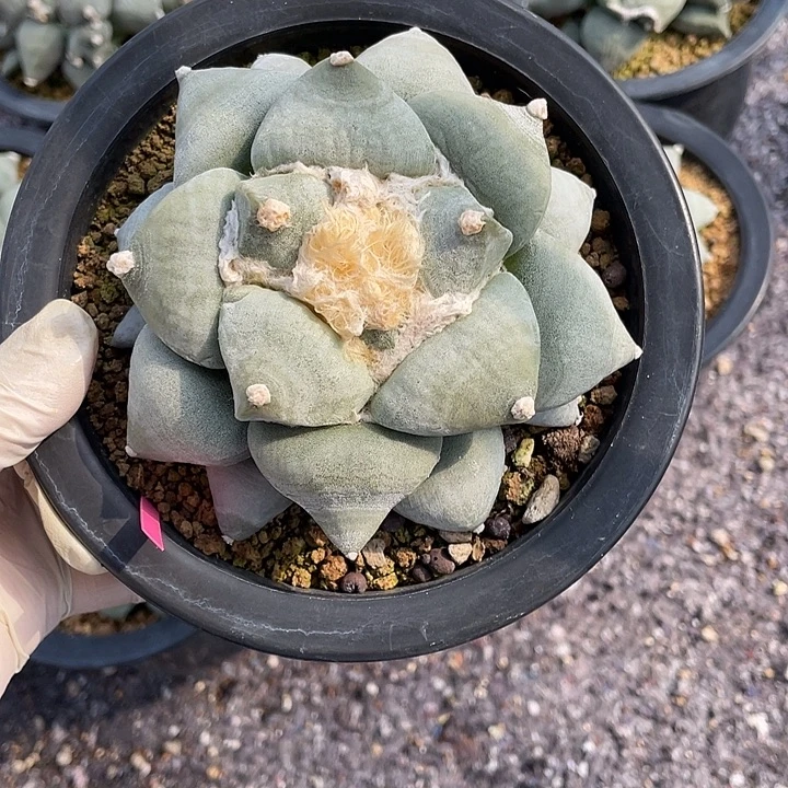 实生白肌丸叶青瓷福利