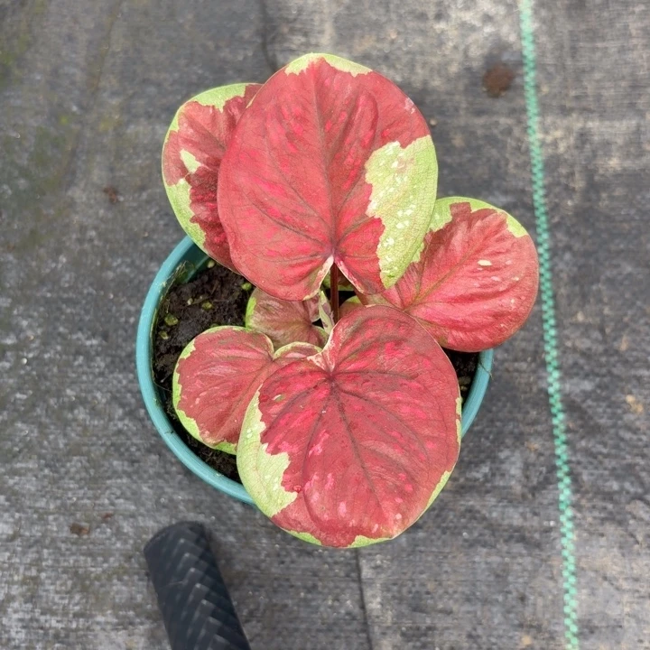 ～***子完全开放泰国彩叶芋