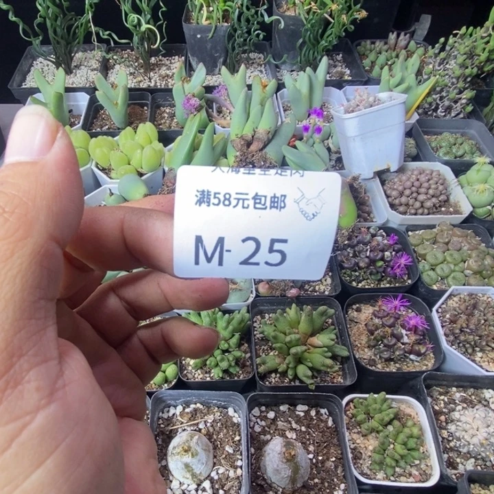 云****2366898899989998888