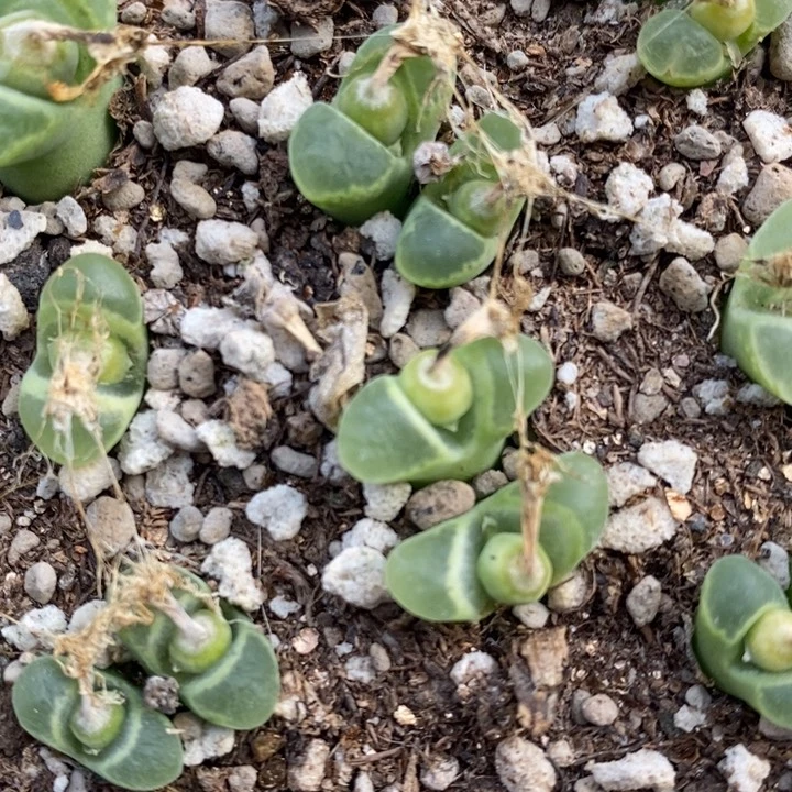 双头奶瓶风铃一颗