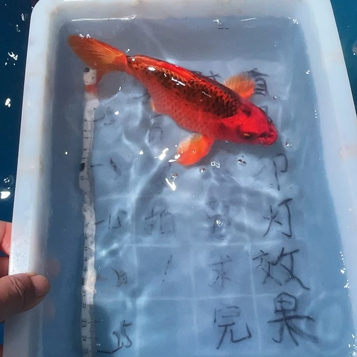 蝴蝶鲤鱼渔场直发87