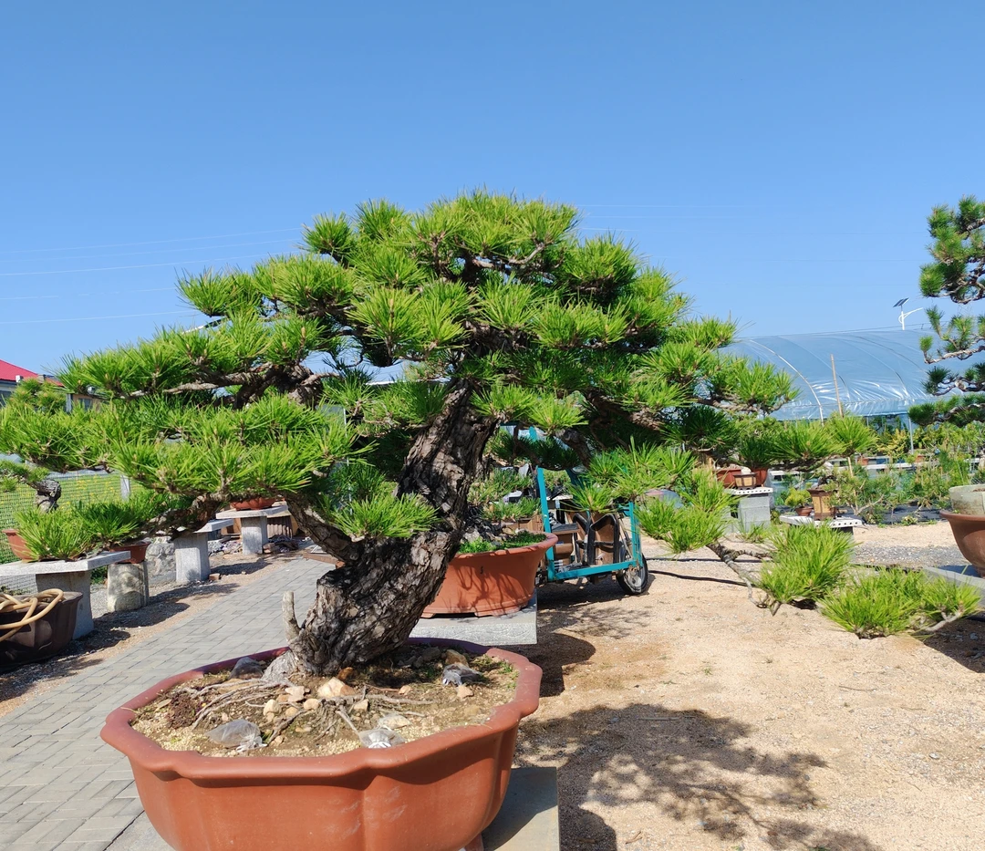 铭宇盆景，黑松，山采大老黑，成型度非常高，直播间一物一拍