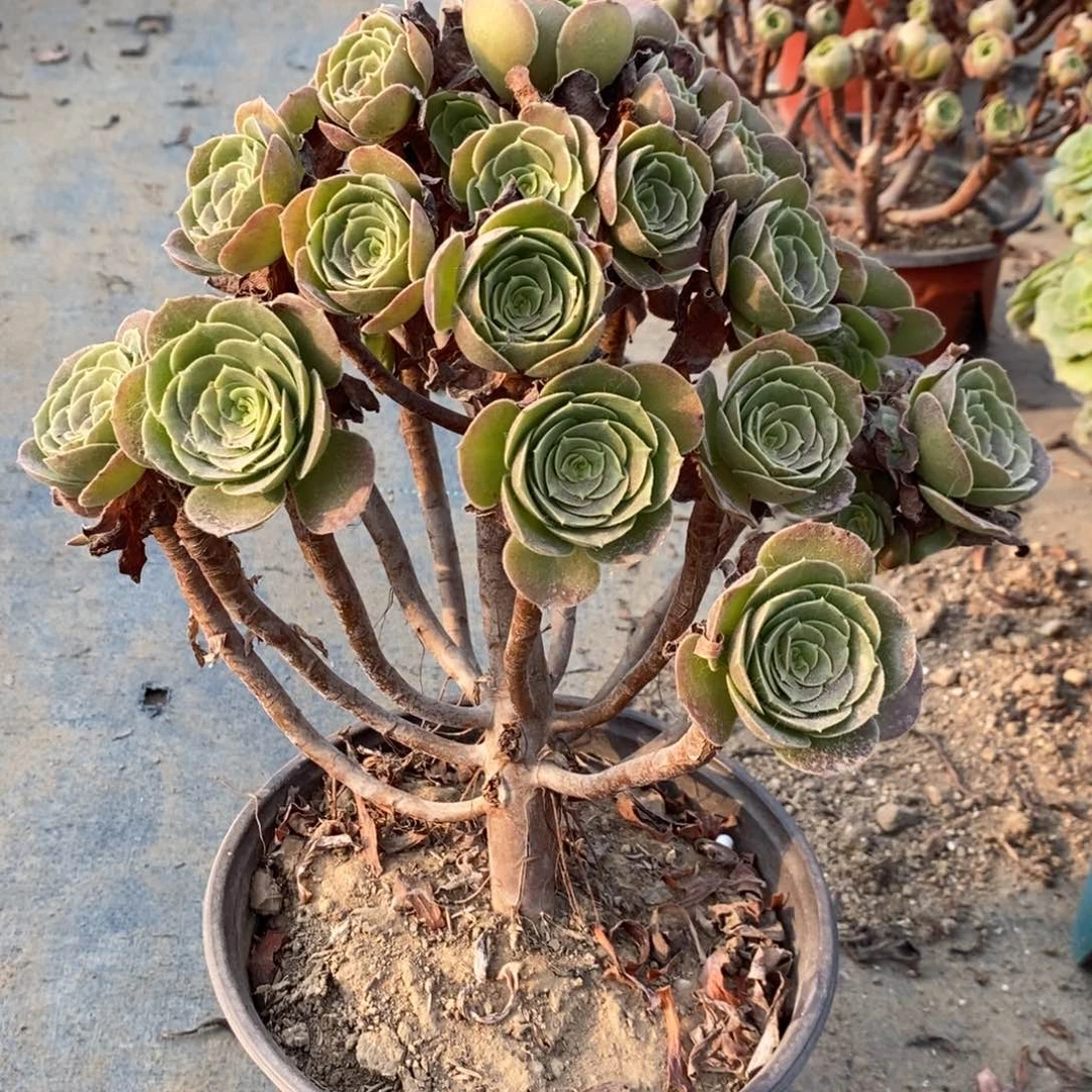 荷兰玫瑰断枝31多肉植物发生法师