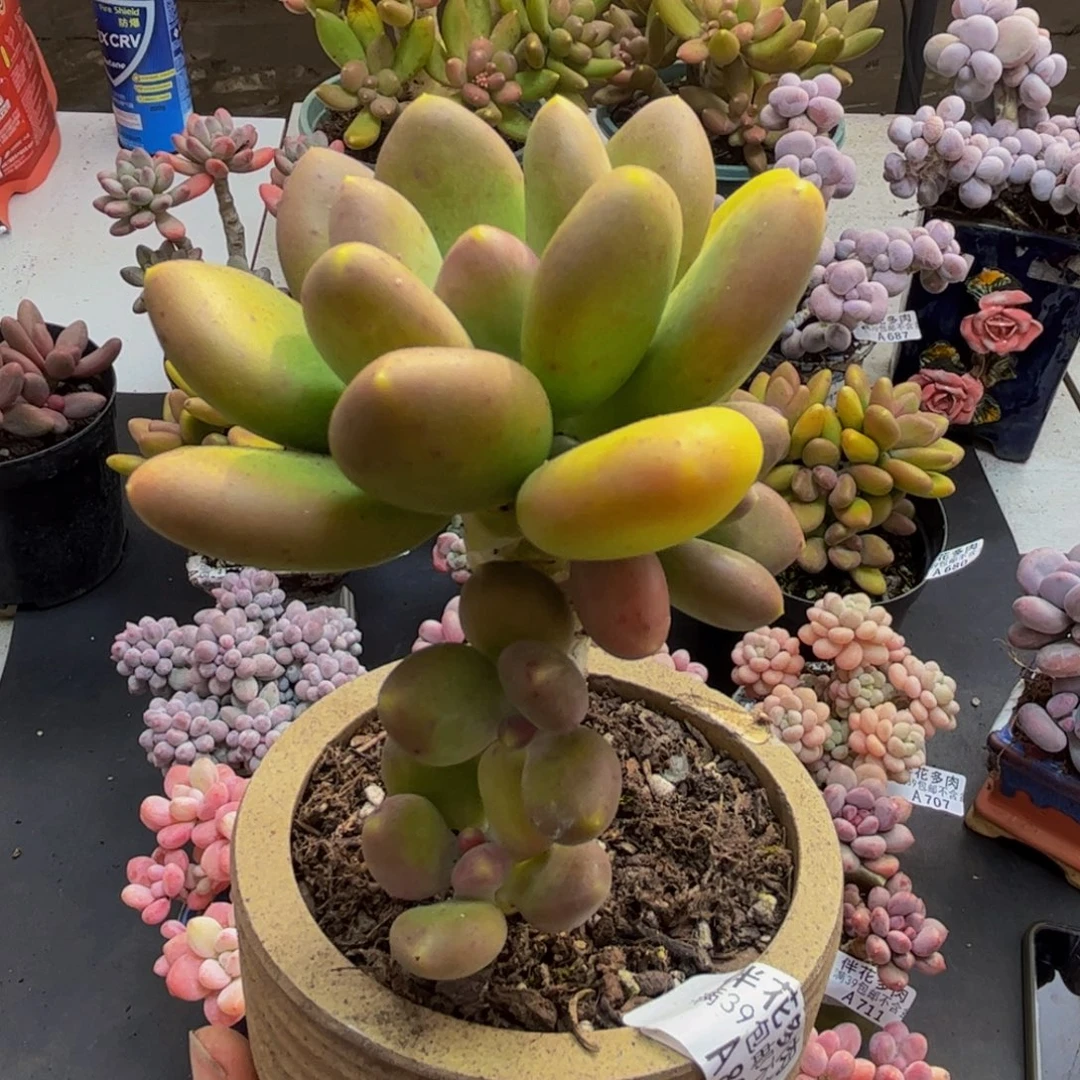 881芒果奶9cm多肉植物