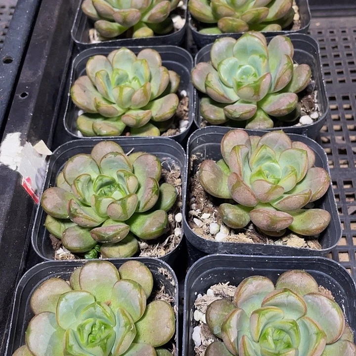 单头葡萄带盆土发货