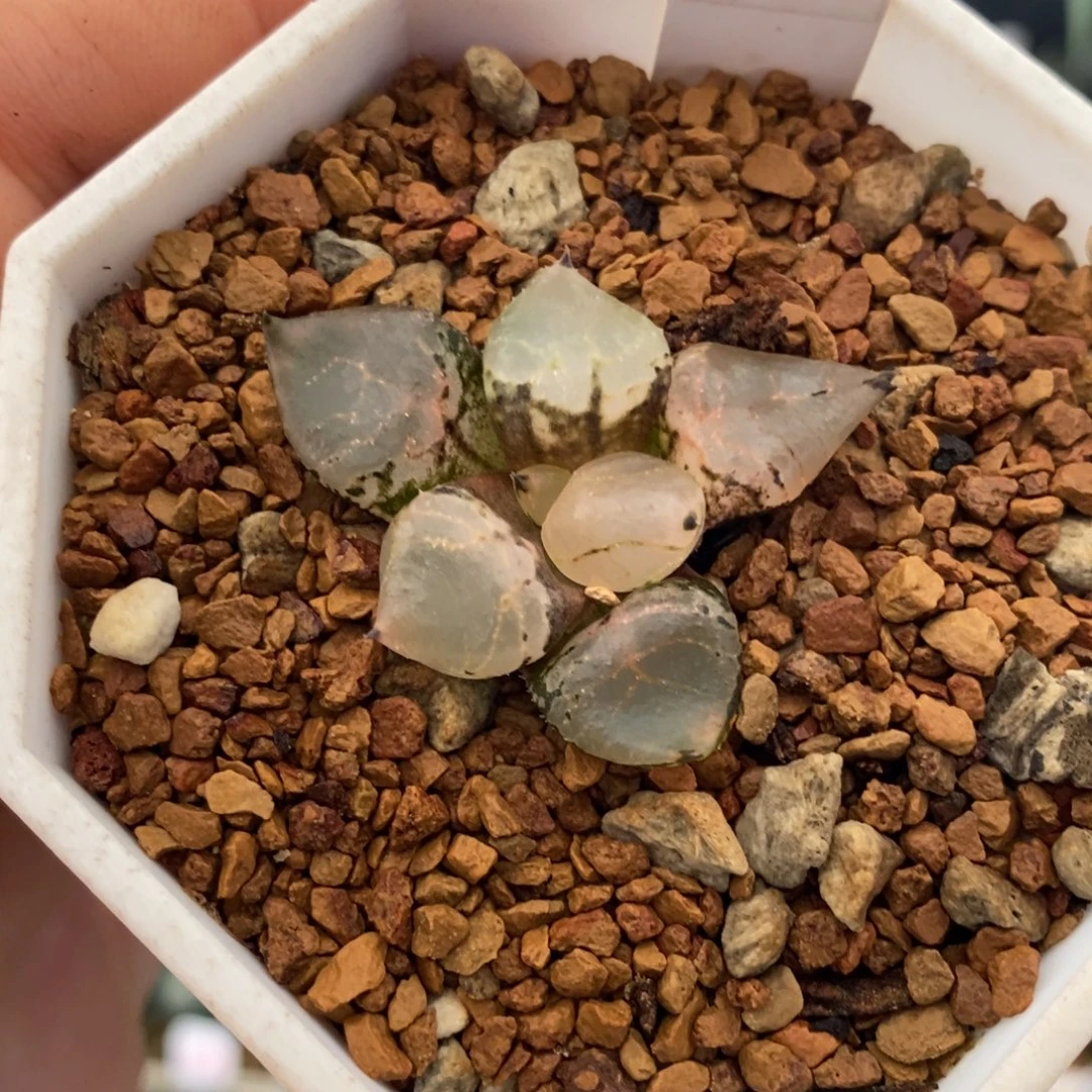 180号全窗冰皇带盆发货