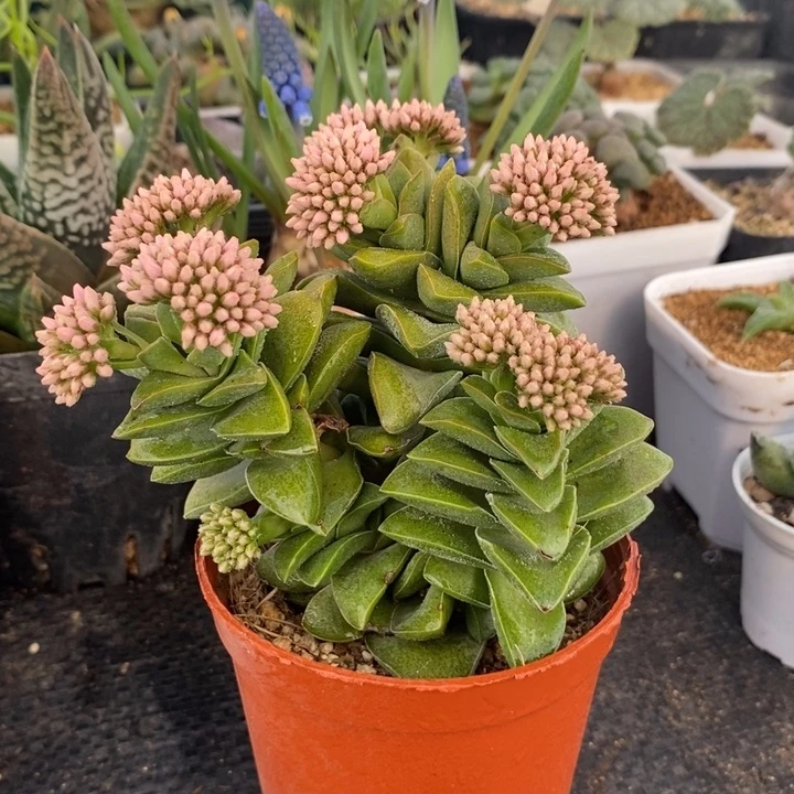 神童。一单包邮，，