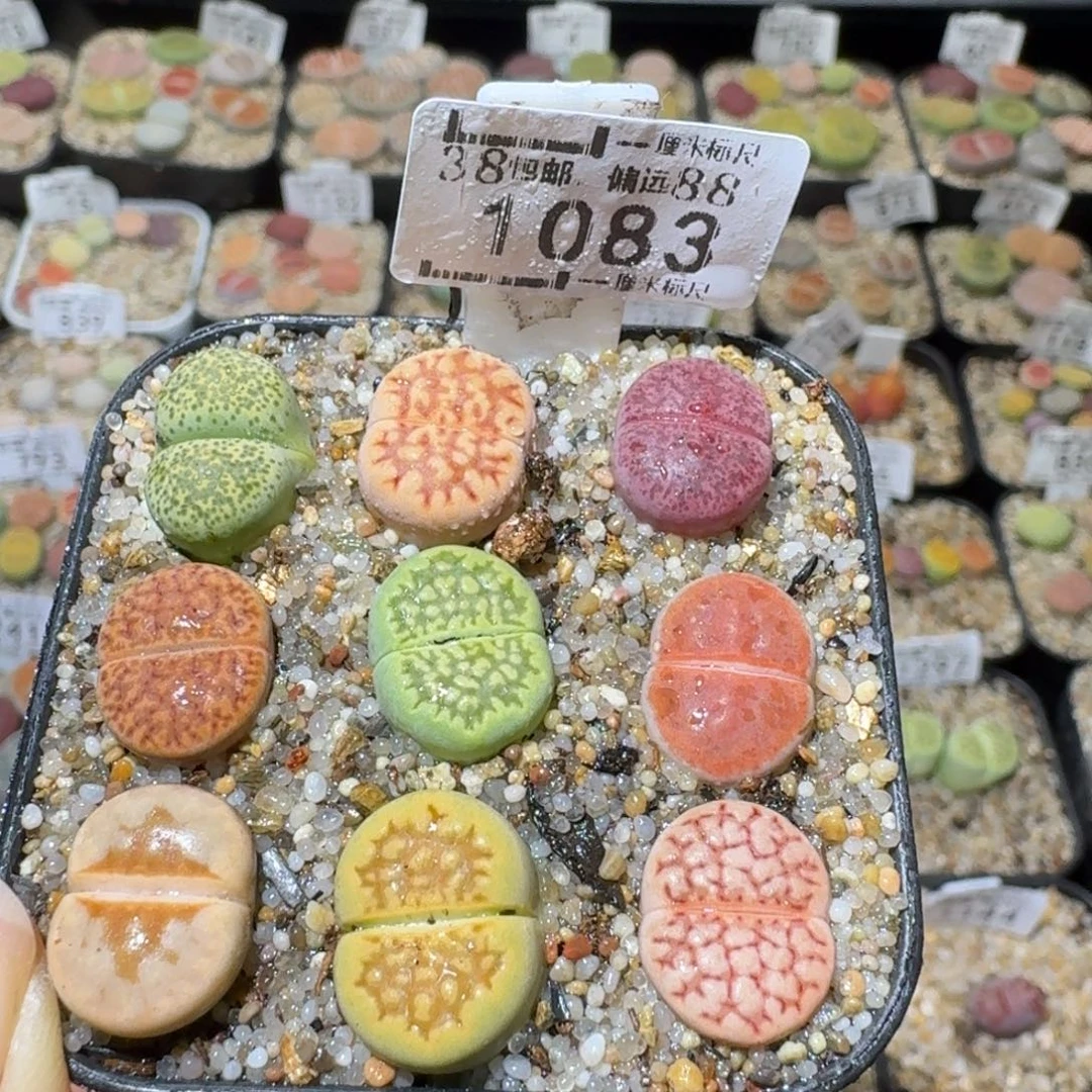 Sss清仓便宜出1083