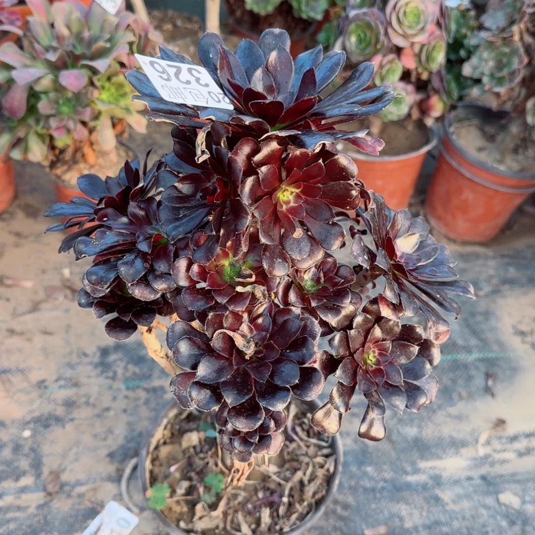 墨法师326满20包邮断枝不包