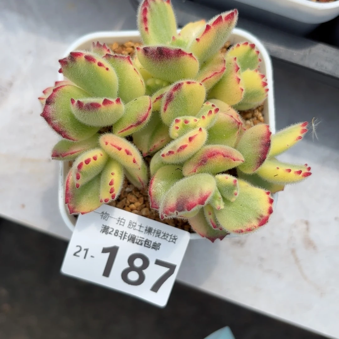 白熊多肉多肉多肉多肉多肉