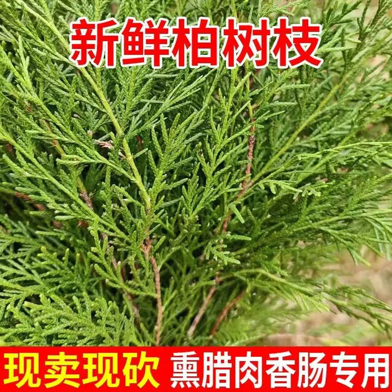 侧柏树枝香薰香柏正宗柏树枝熏腊肉柏树枝叶纯天然野生侧柏叶