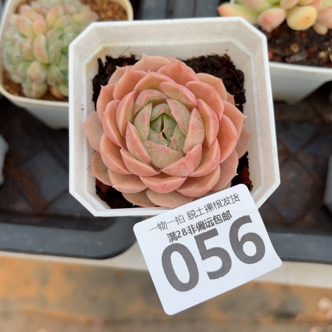 昂斯诺单头无盆土发货