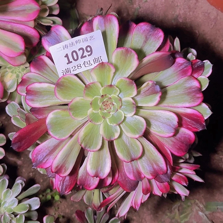 1029水墨画多肉老桩