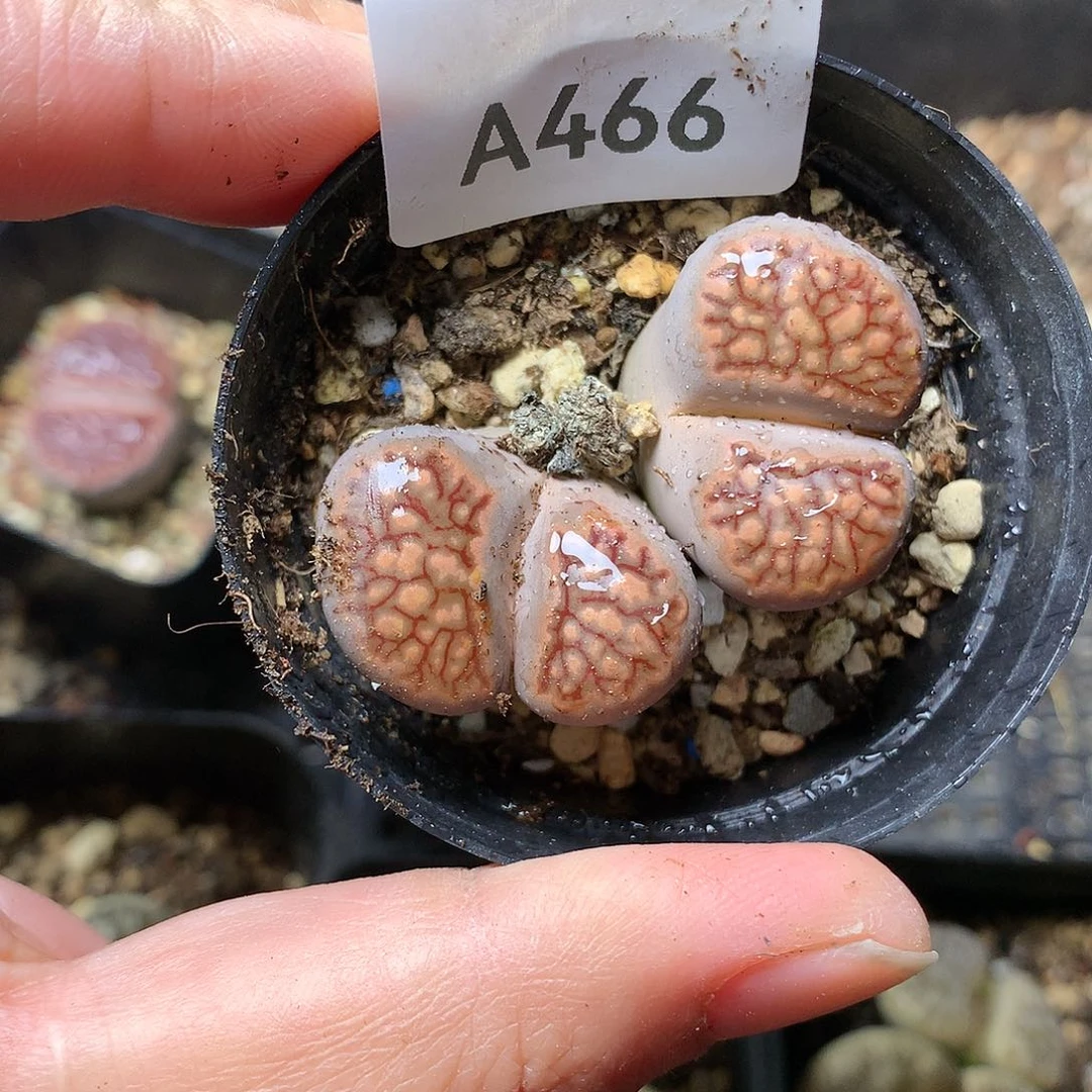 A466多肉植物保护