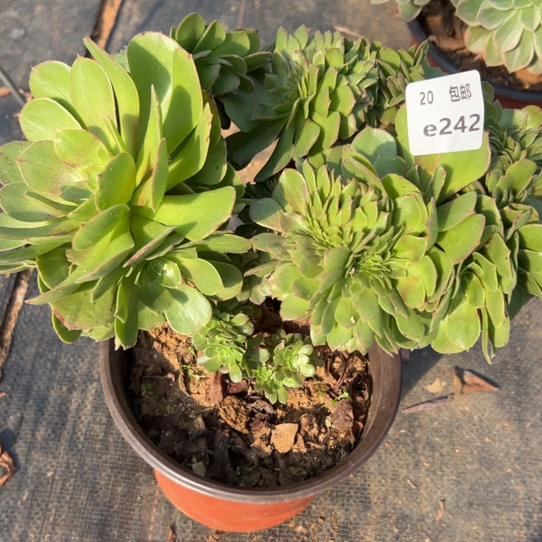 242万缀，满20包邮