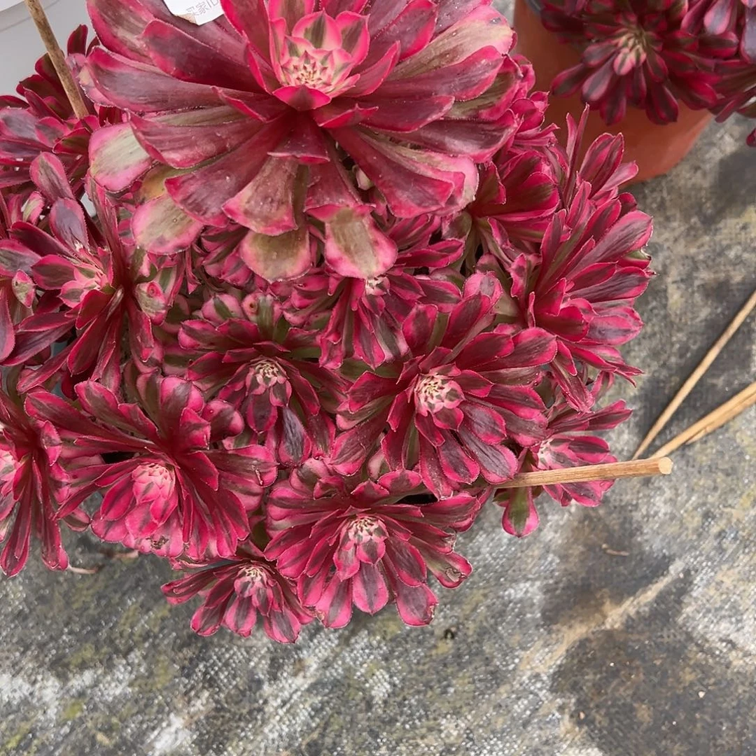 039红铜超白多肉植物法师