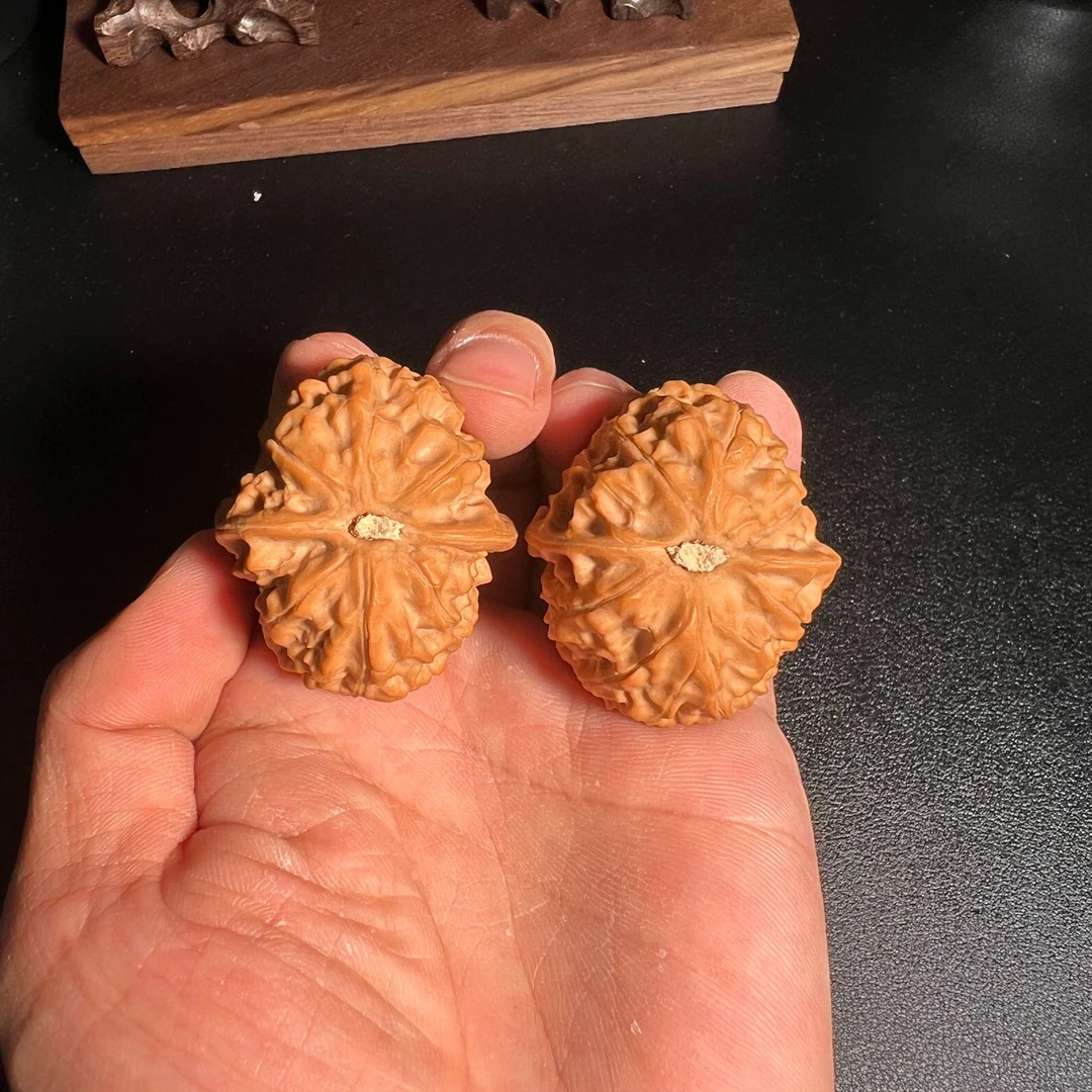 42尺黄松峪元宝，水晶红皮，全品，上手就红，热推款