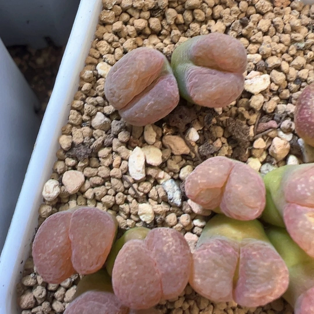 依***彪依然专拍 肉锥植物