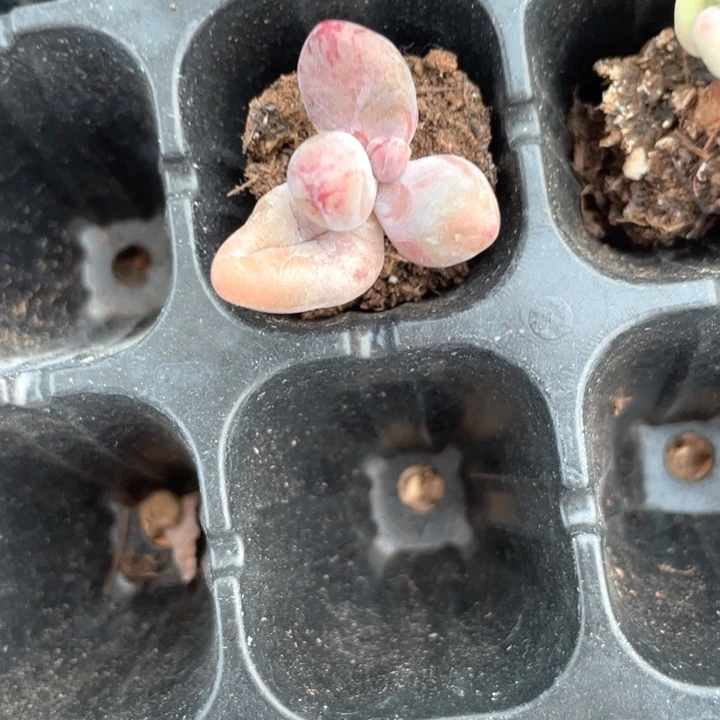 ༄****一物一拍糖果拉丝满18包邮