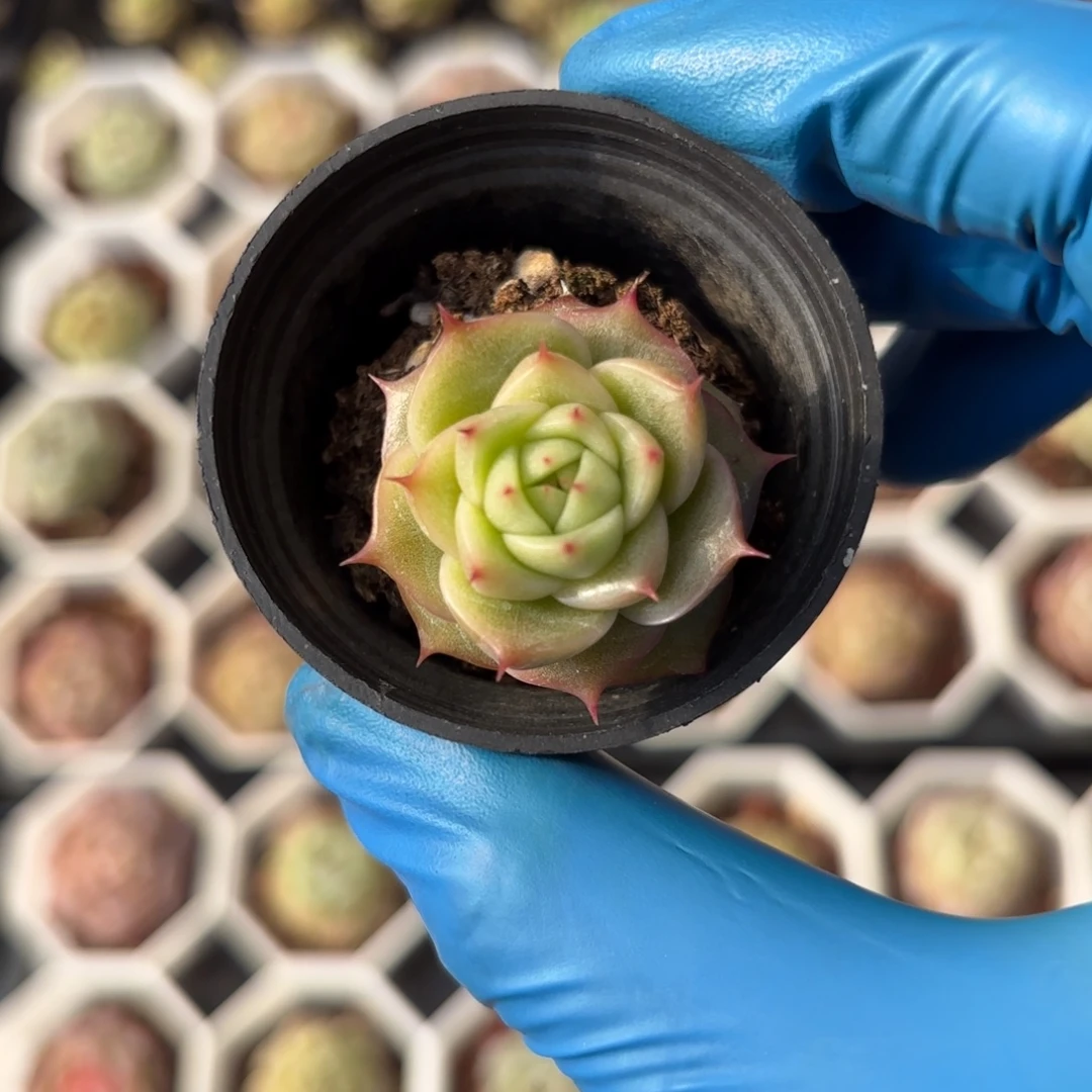 玉玲珑带盆土15号发货