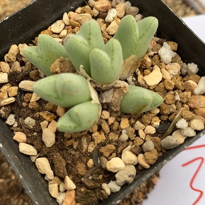 1827猪蹄985一群。