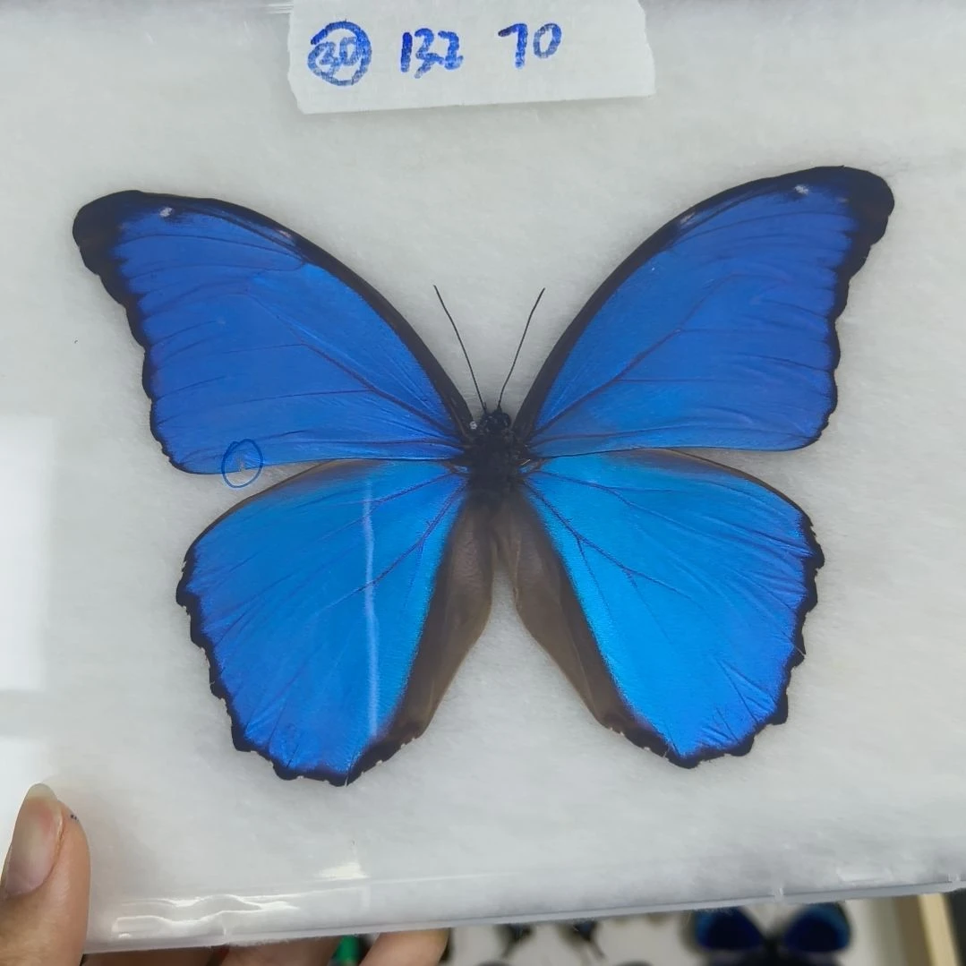 真蝴蝶标本一物一拍