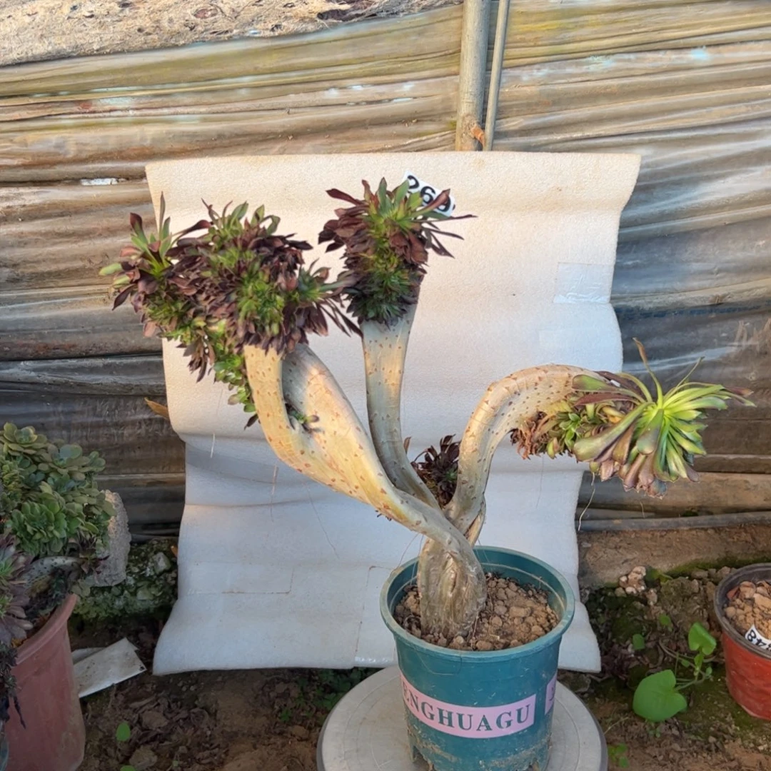 赢***彩有伤黑缀269宽高38厘米