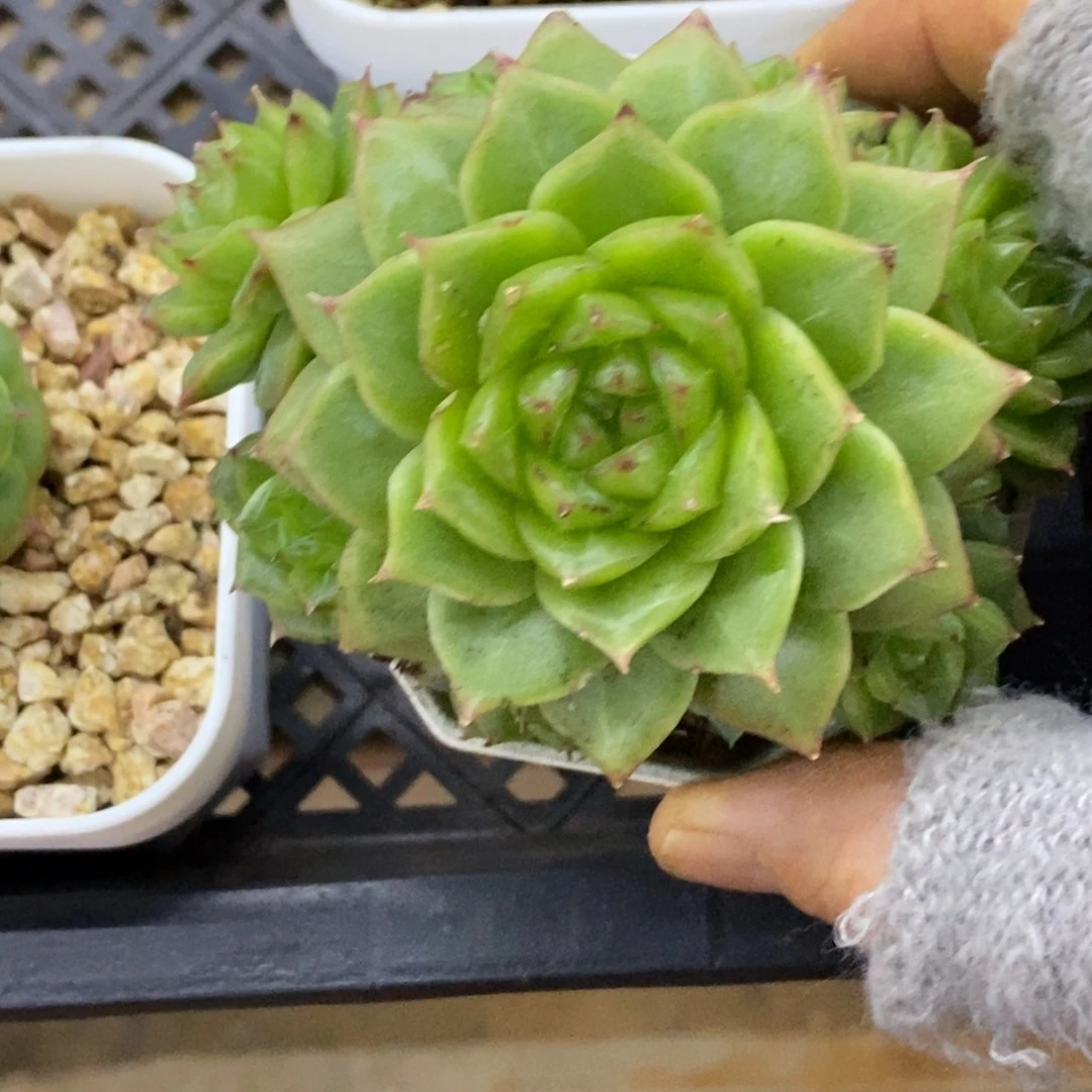 精品多肉一物一拍不包整315