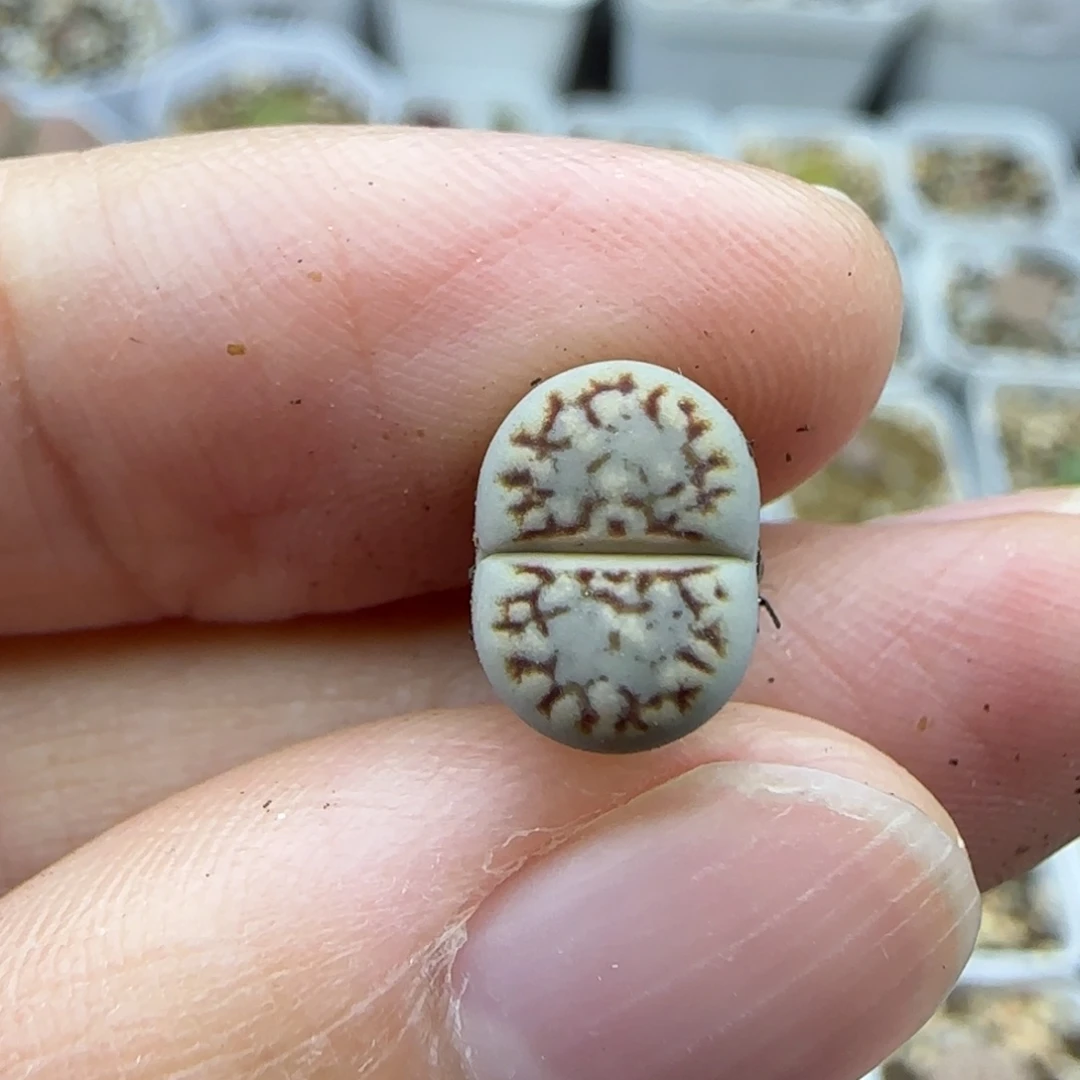 399二蜕小个子饼干清框福利30包邮