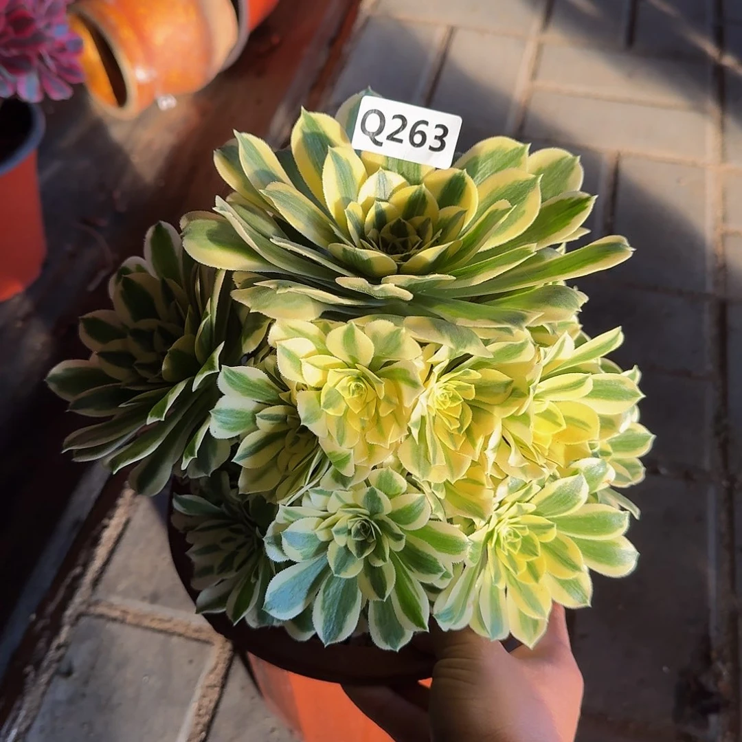 263迈巴赫44冠服22左右