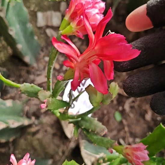 新粉重瓣零度之上包邮222