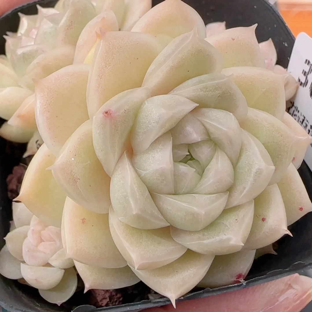 花语多肉1222-304散开播福利