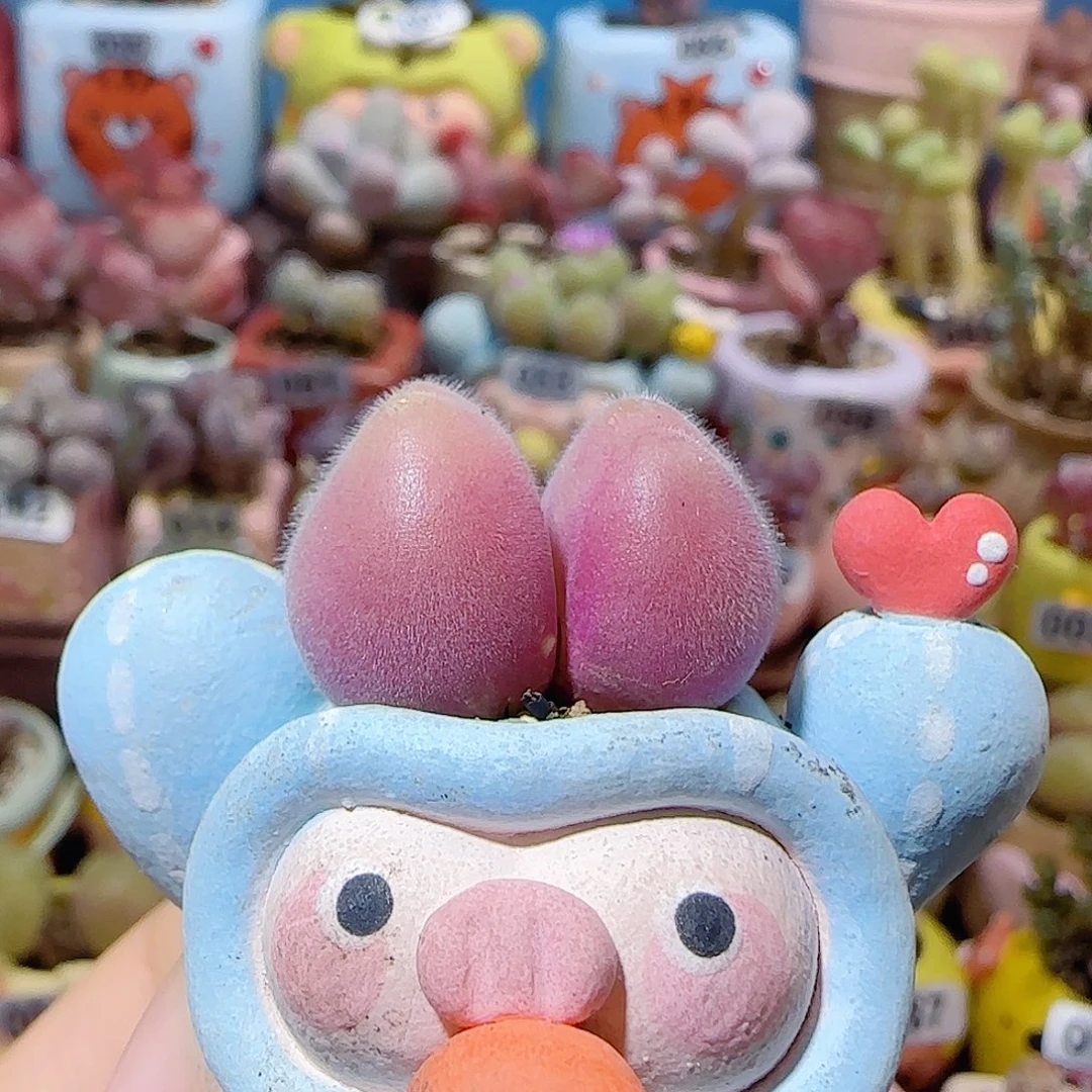 T可爱红毛翠盆口1.5cm