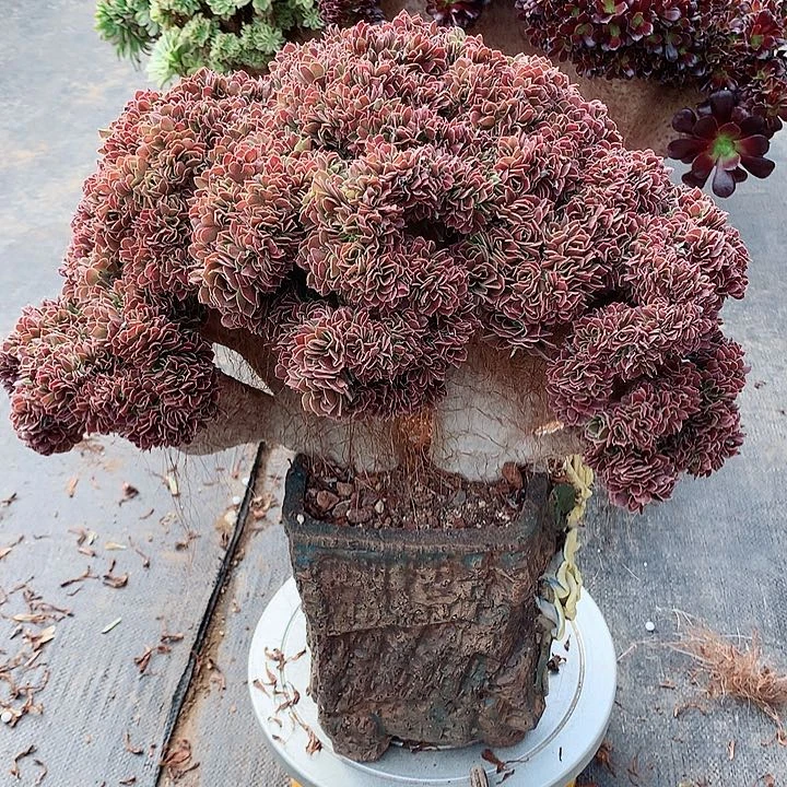 玫瑰朵朵脱土发货